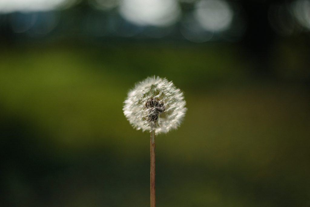 The evil dandelion