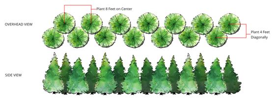 Staggered row of trees diagram