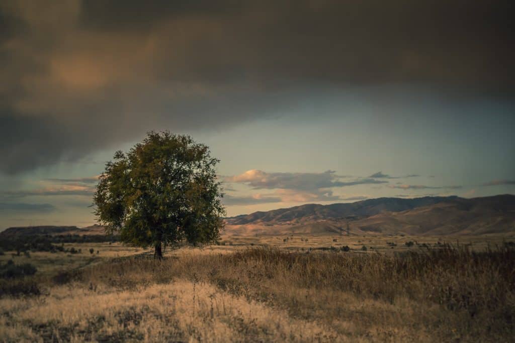 backyard oak tree