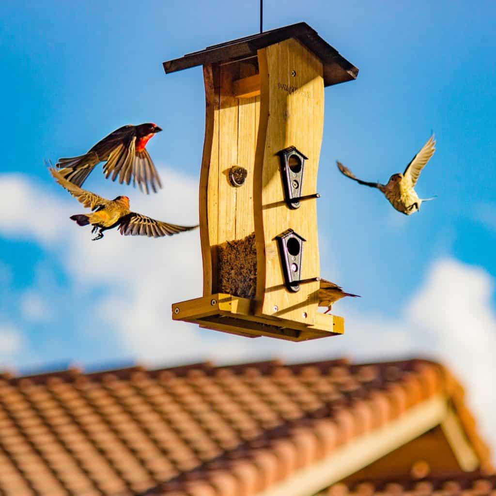 How To Keep Birds From Pooping On Your Patio Captain Patio