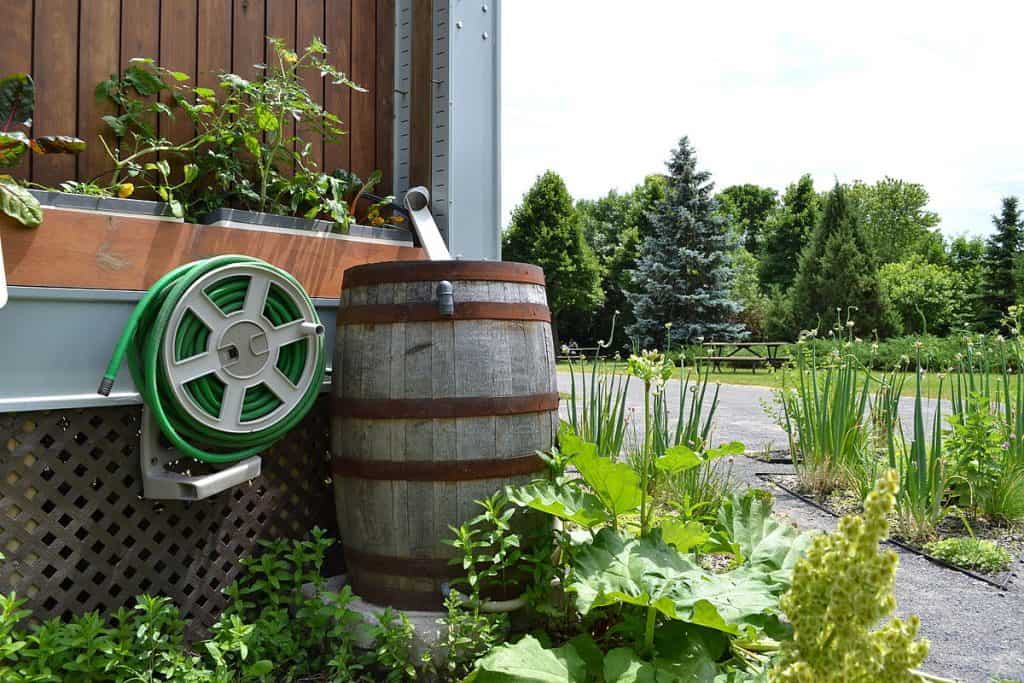 Can Rain Barrel Water Go Bad? Captain Patio