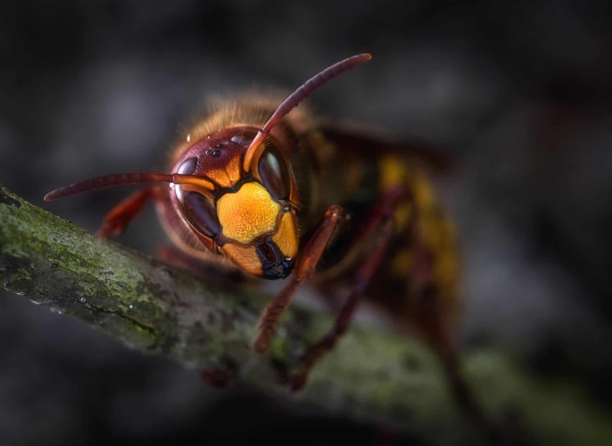 keep this wasp away from your patio!