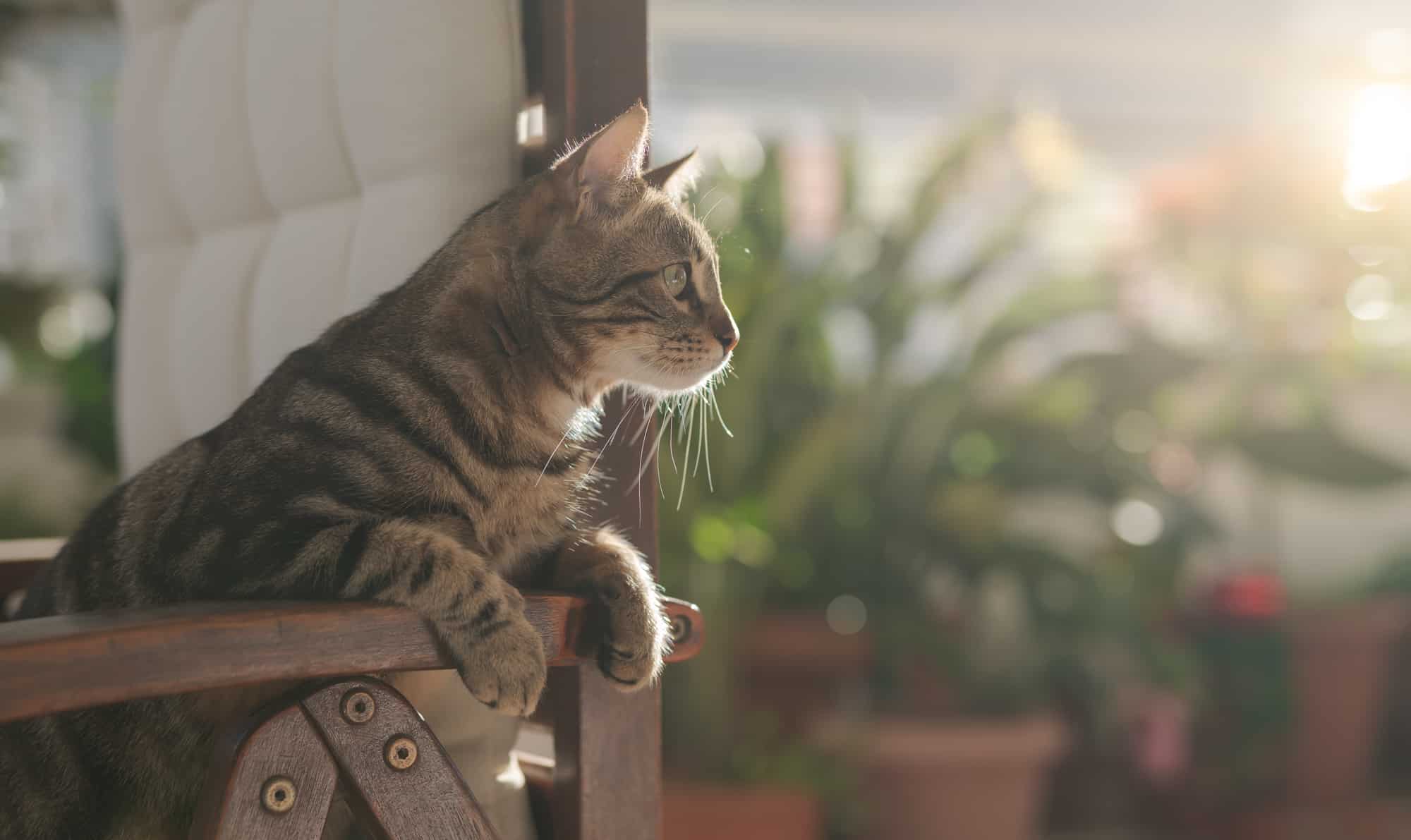 How To Keep Cats Off Your Patio Furniture