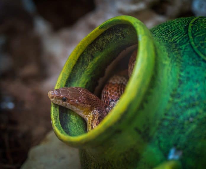 How To Keep Snakes Away From Your Patio | Captain Patio