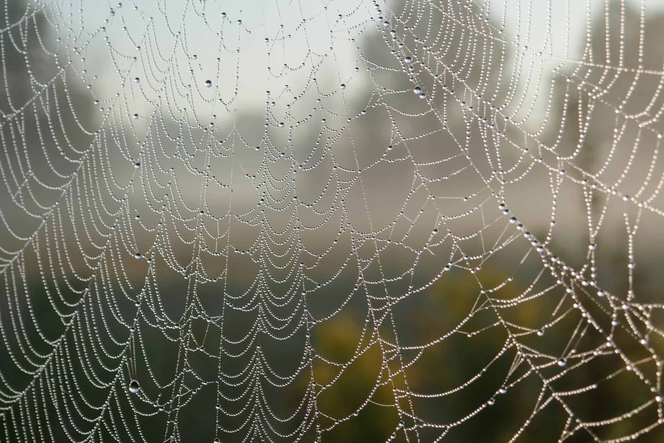 Deal With Spiderwebs On Your Patio (For Good)