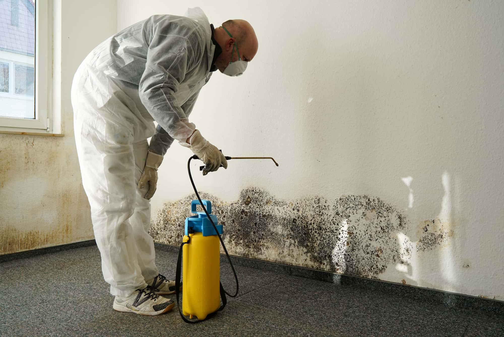 Why Painting Over Mold is a Bad Idea