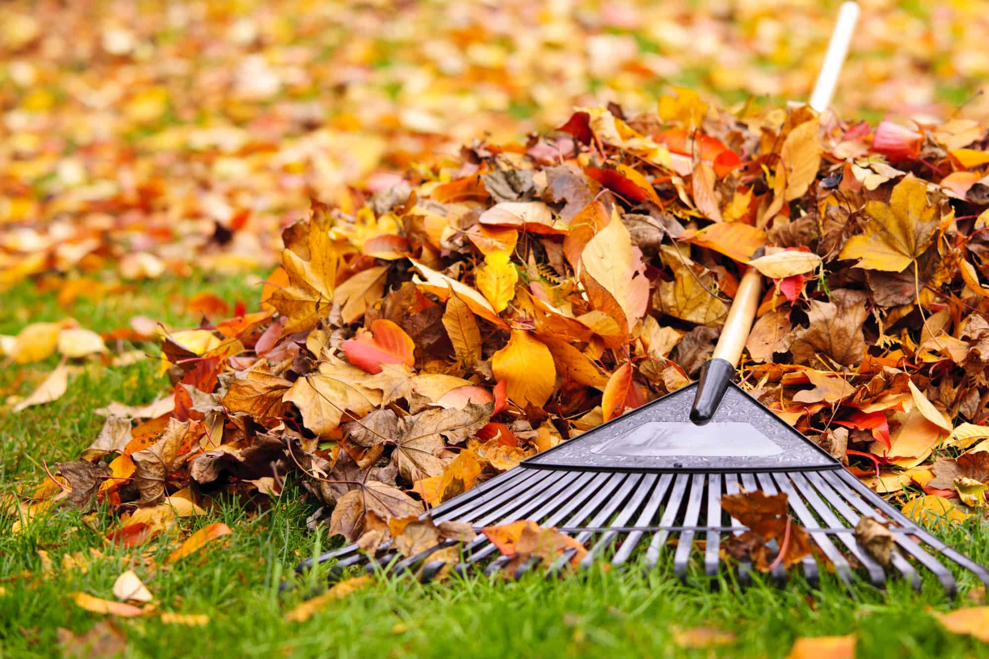 15 Things To Do With Fallen Leaves This Autumn