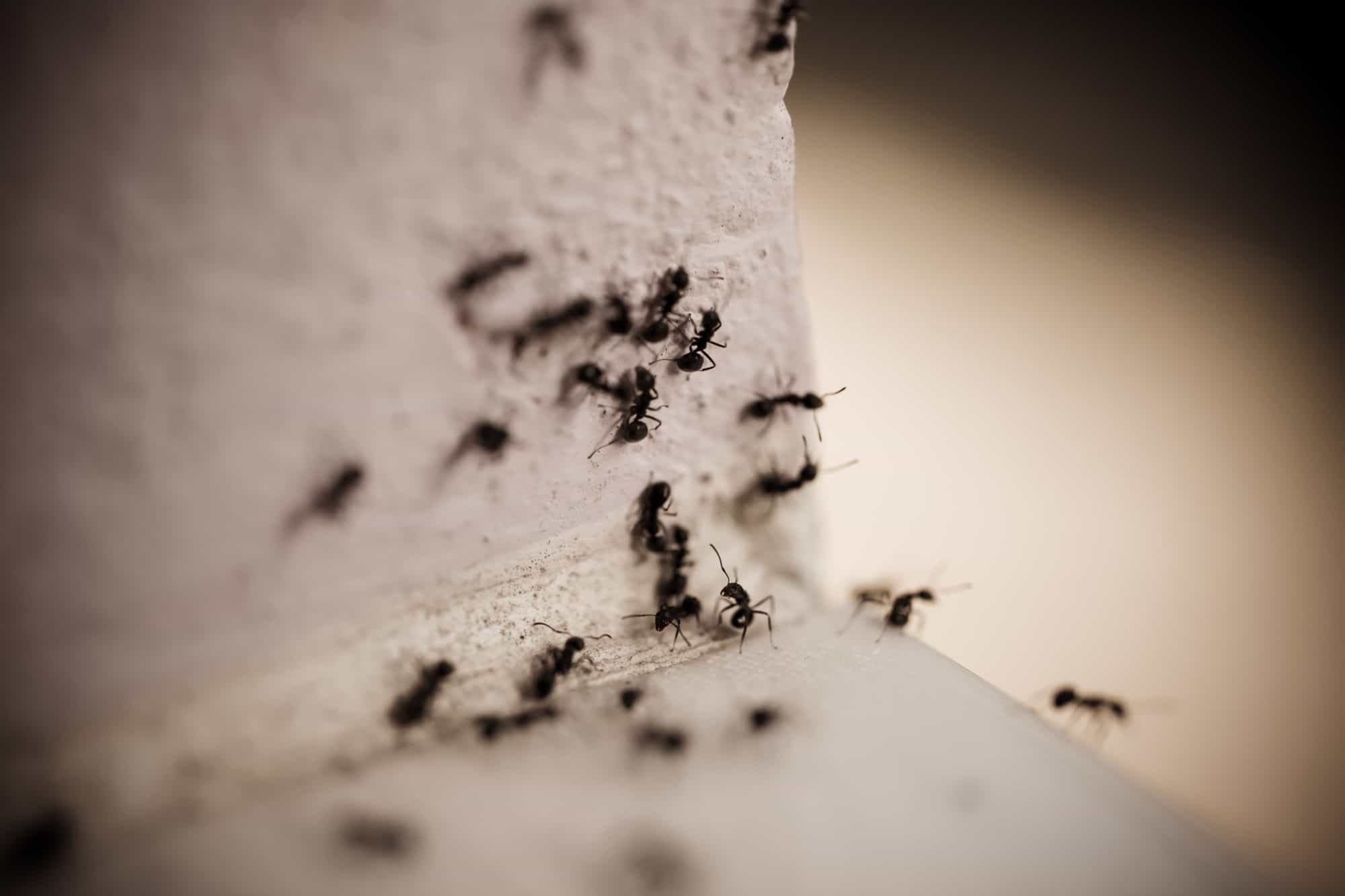 9 Easy Ways to Repel Ants From Outside Your Home