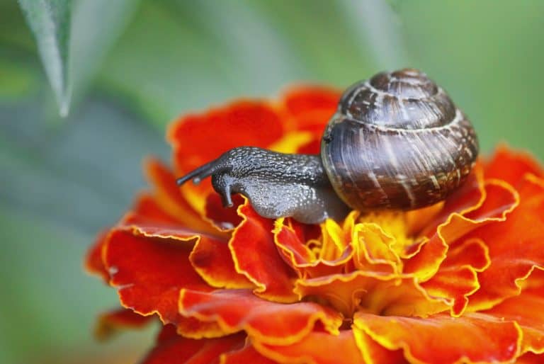 Get Rid Of Slugs And Snails With Coffee Grounds Captain Patio