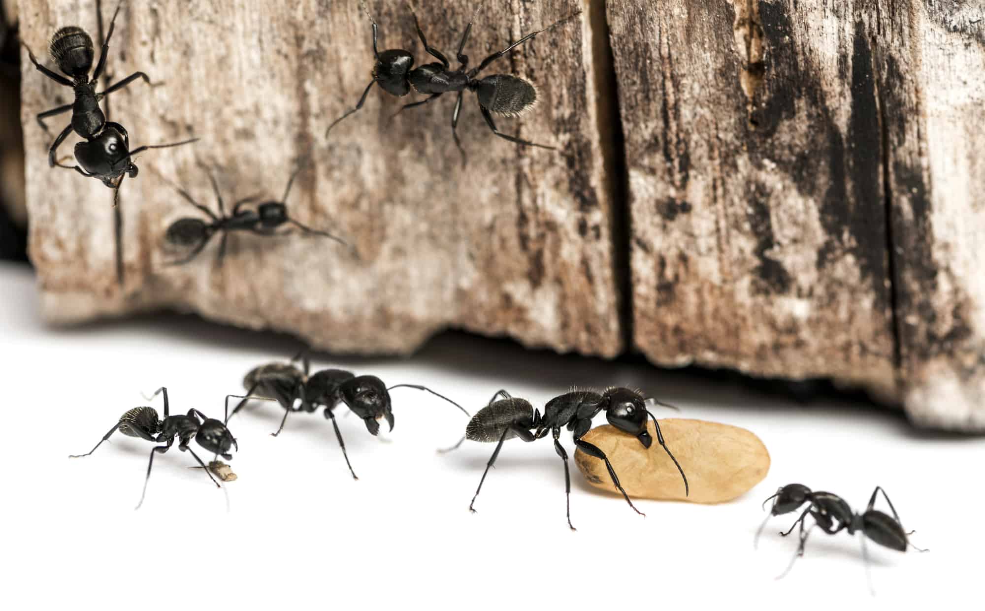 9 Easy Ways To Repel Ants From Outside Your Home Captain Patio   CarpenterAnts2 