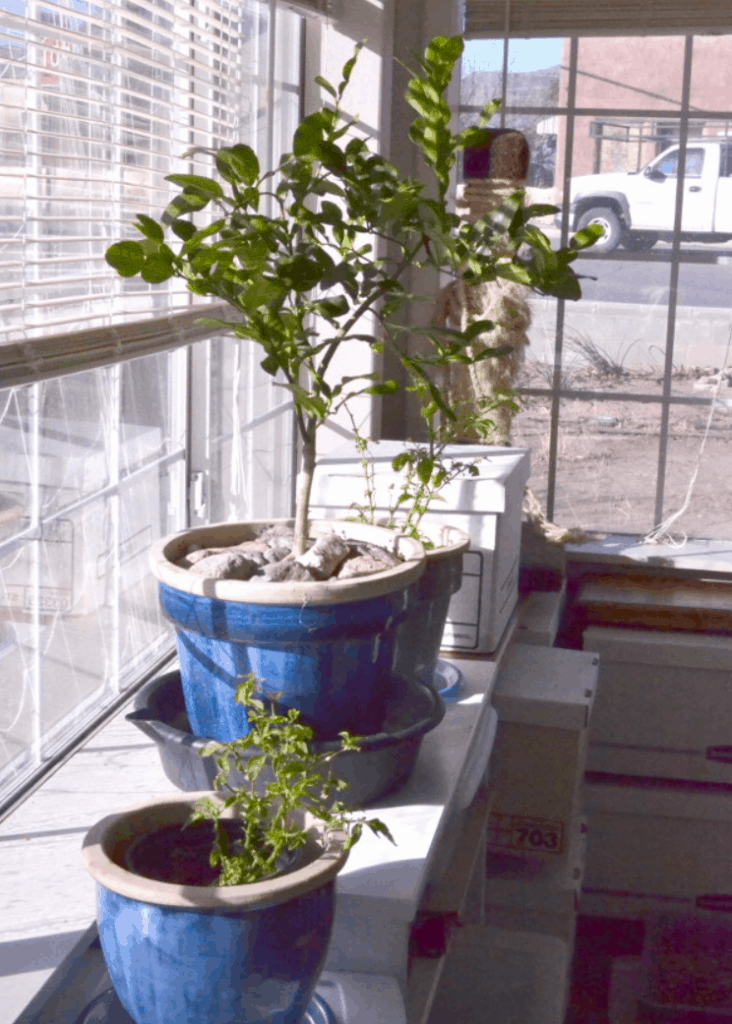 plants growing in a sunroom