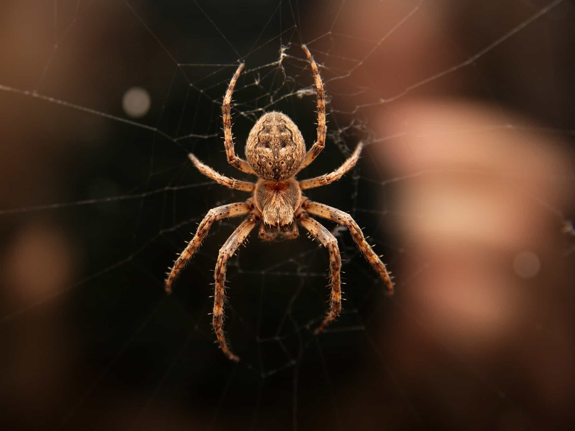 10 Foolproof Ways to Repel Spiders From Your Outdoor Space