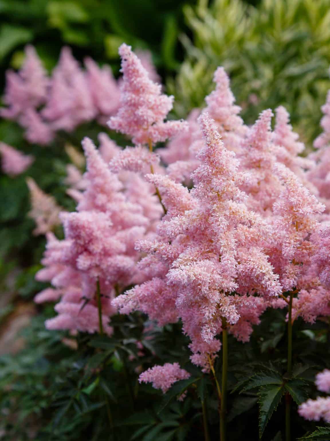 20 Jaw-dropping Plants to Grow Under a Covered Porch (with pictures!)