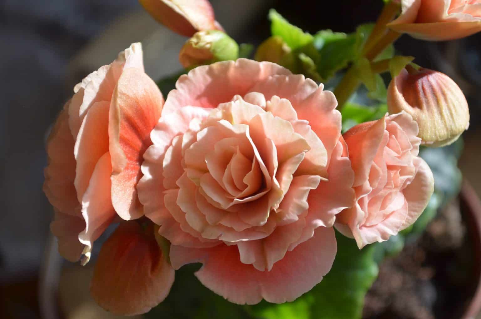 20 Jawdropping Plants to Grow Under a Covered Porch (with pictures!)