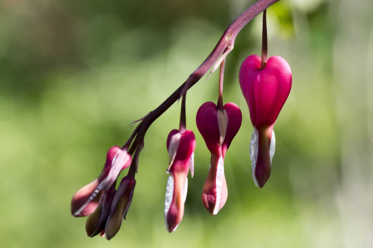 20 Jawdropping Plants to Grow Under a Covered Porch (with pictures!)
