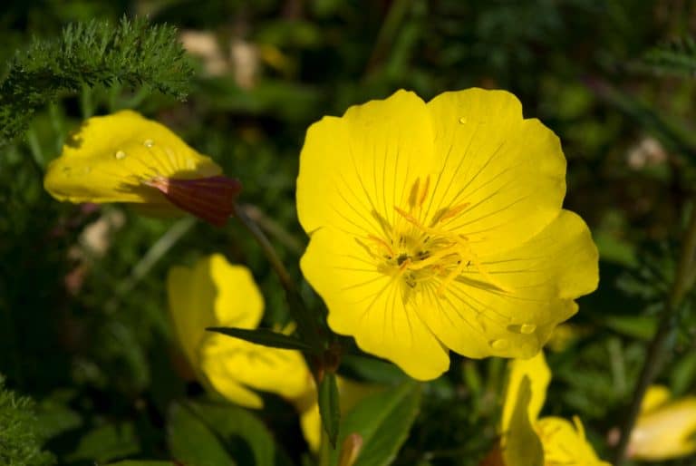 20 Jaw-dropping Plants to Grow Under a Covered Porch (with pictures!)