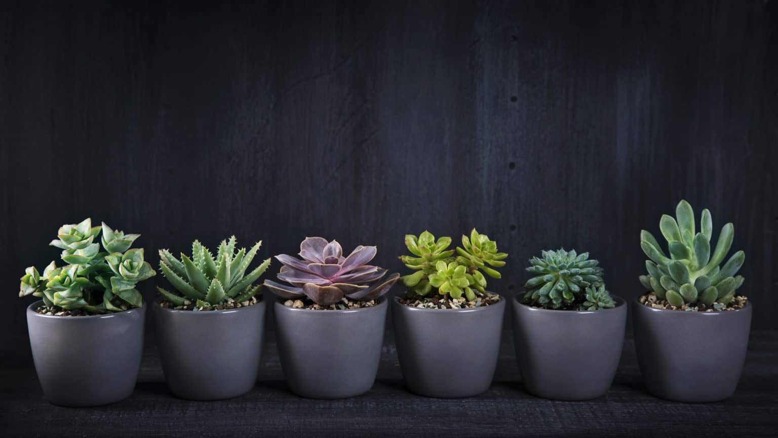 20 Jawdropping Plants to Grow Under a Covered Porch (with pictures!)