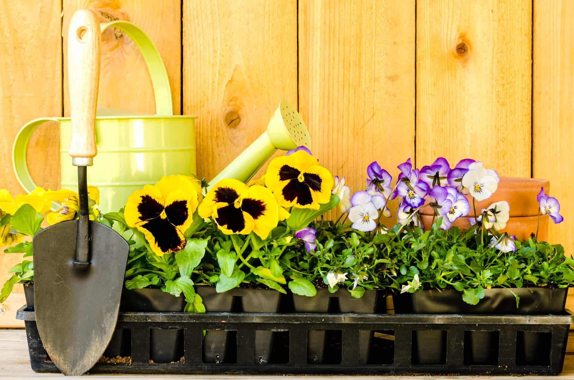 20 Jaw-dropping Plants to Grow Under a Covered Porch (with pictures!)