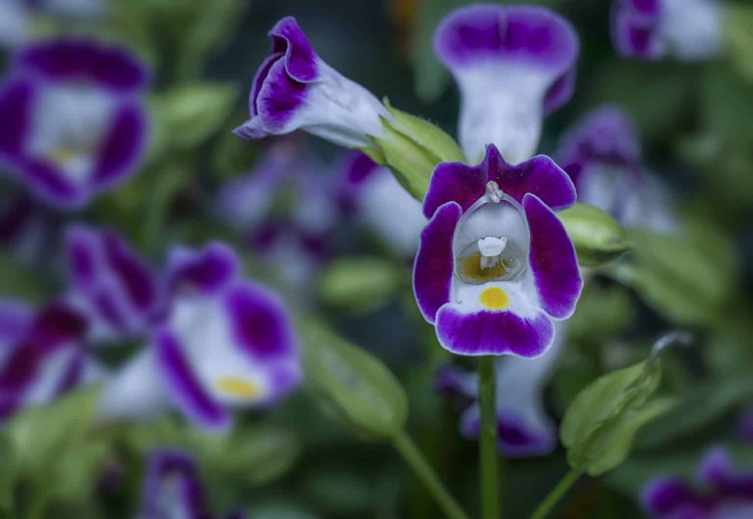 20 Jawdropping Plants to Grow Under a Covered Porch (with pictures!)