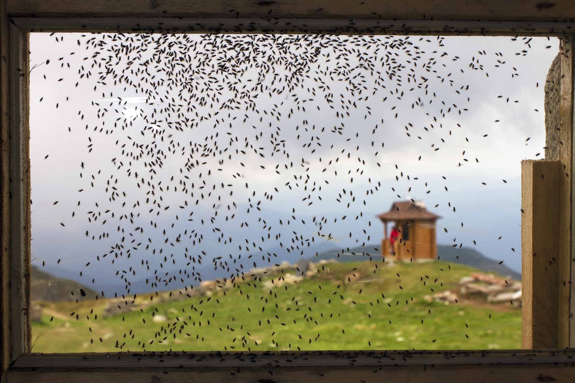The Reasons Why You Might Have So Many Flies Outside