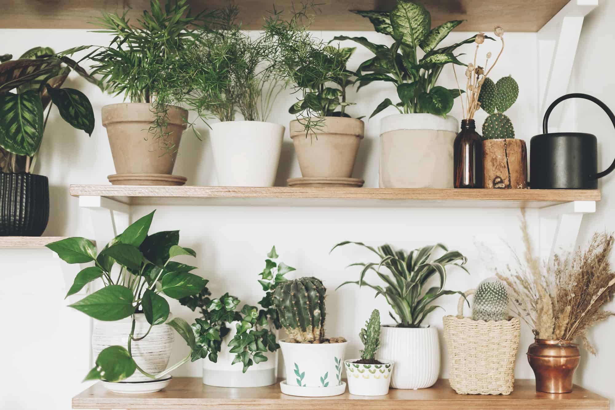 Best Outdoor Shelving Solutions for Plants