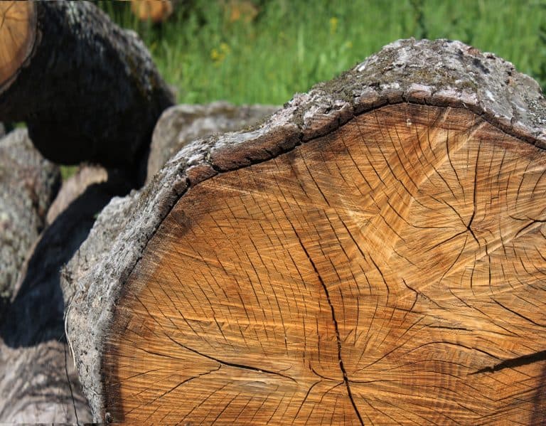 4 Disadvantages of Oak Wood That Most Don't Think About Captain Patio