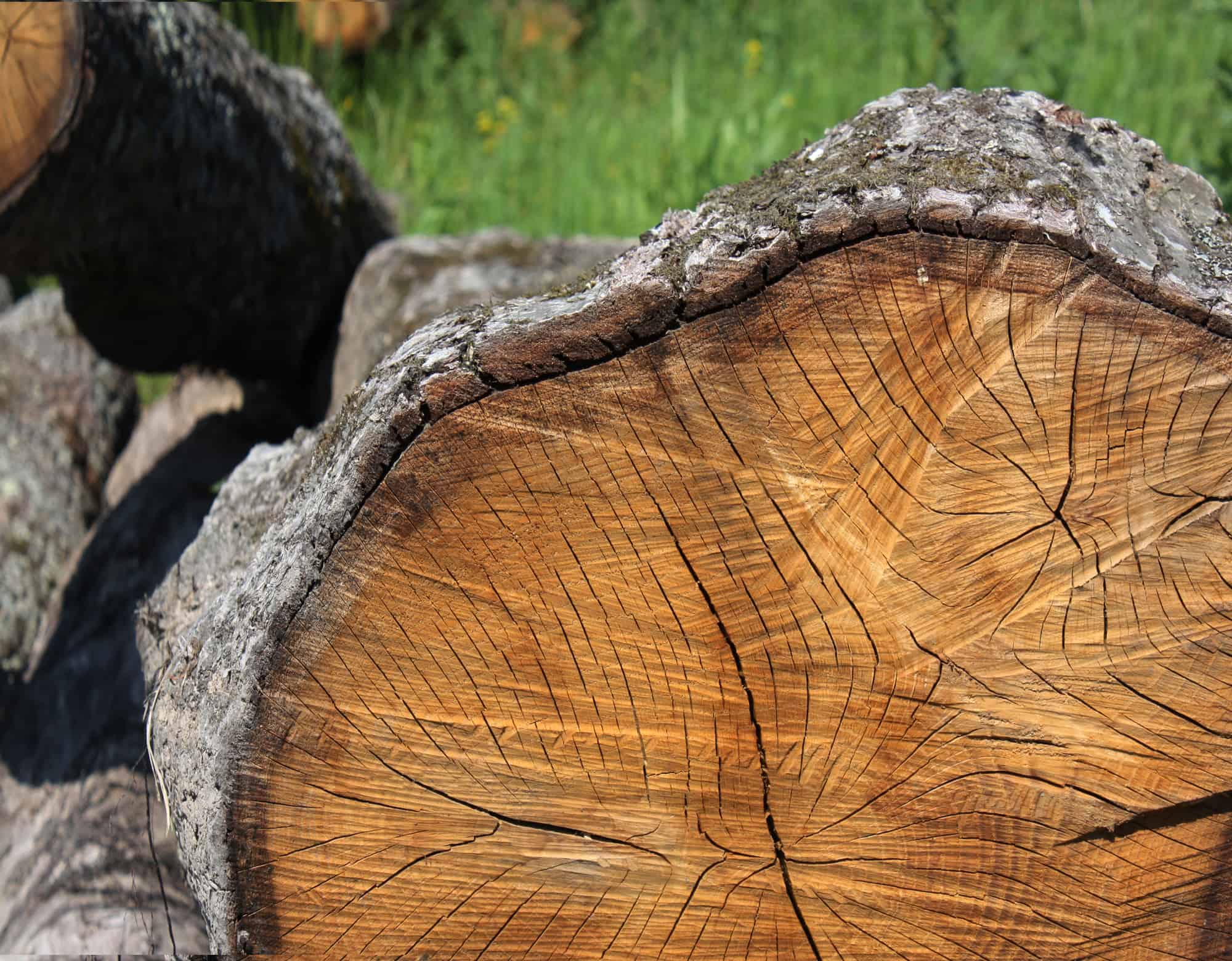 4 Disadvantages of Oak Wood That Most Don’t Think About