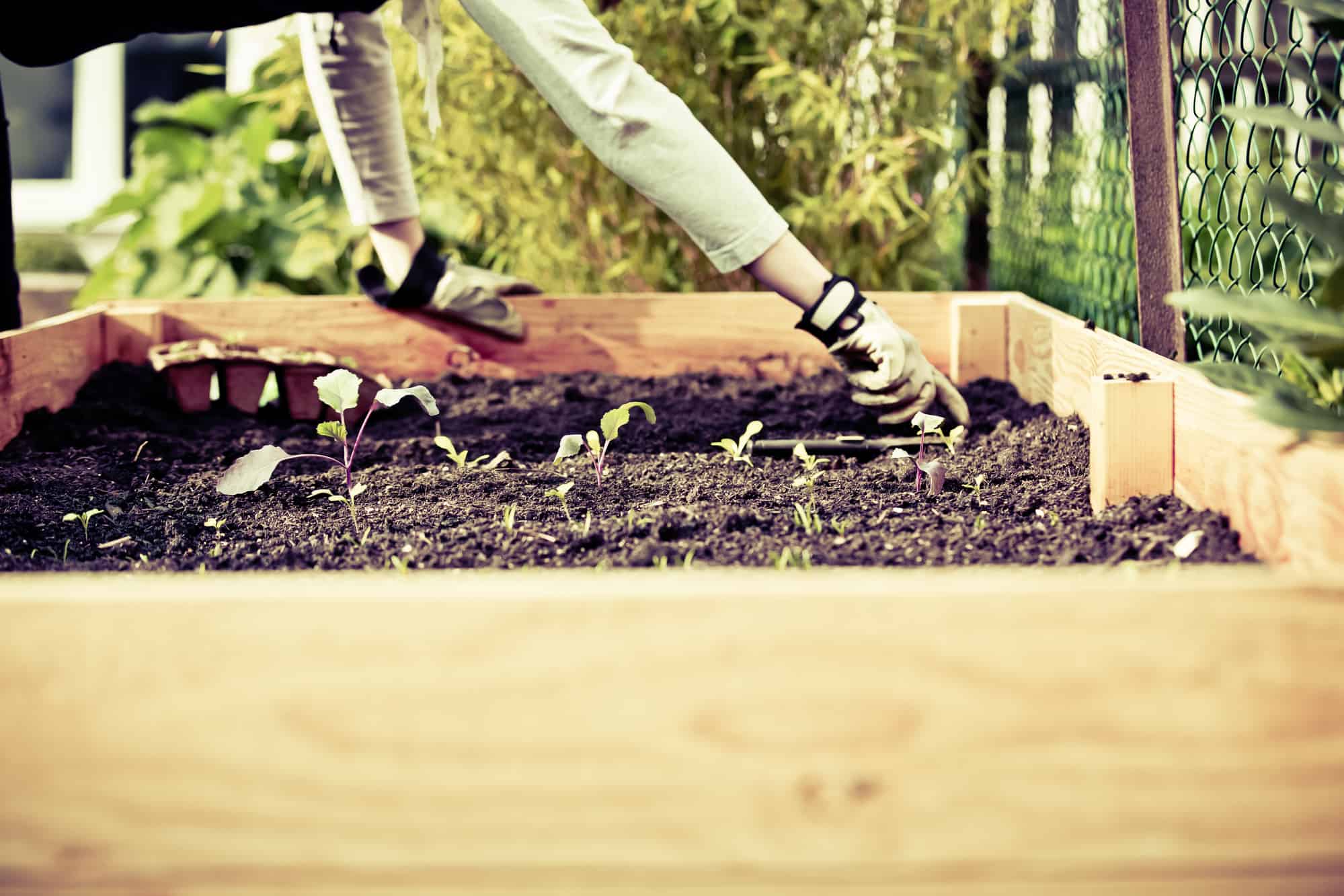 What Your Plants Want You to Put in the Bottom of a Raised Garden Bed