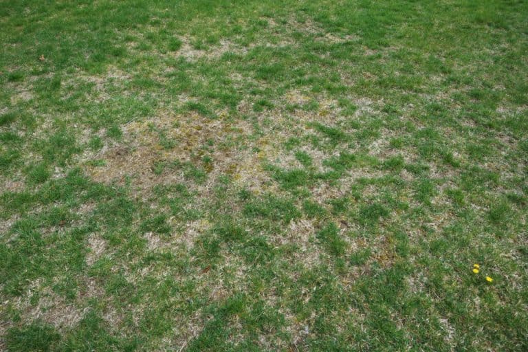 How Long Until a Slip and Slide Completely Ruins Grass? – Captain Patio