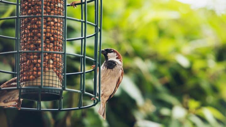 Are Bird Feeders Good to Have In Your Garden?
