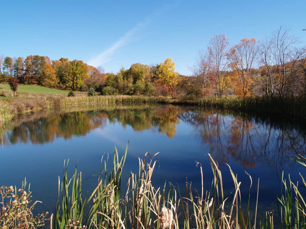 tranquil pond with a pleasant natural smell