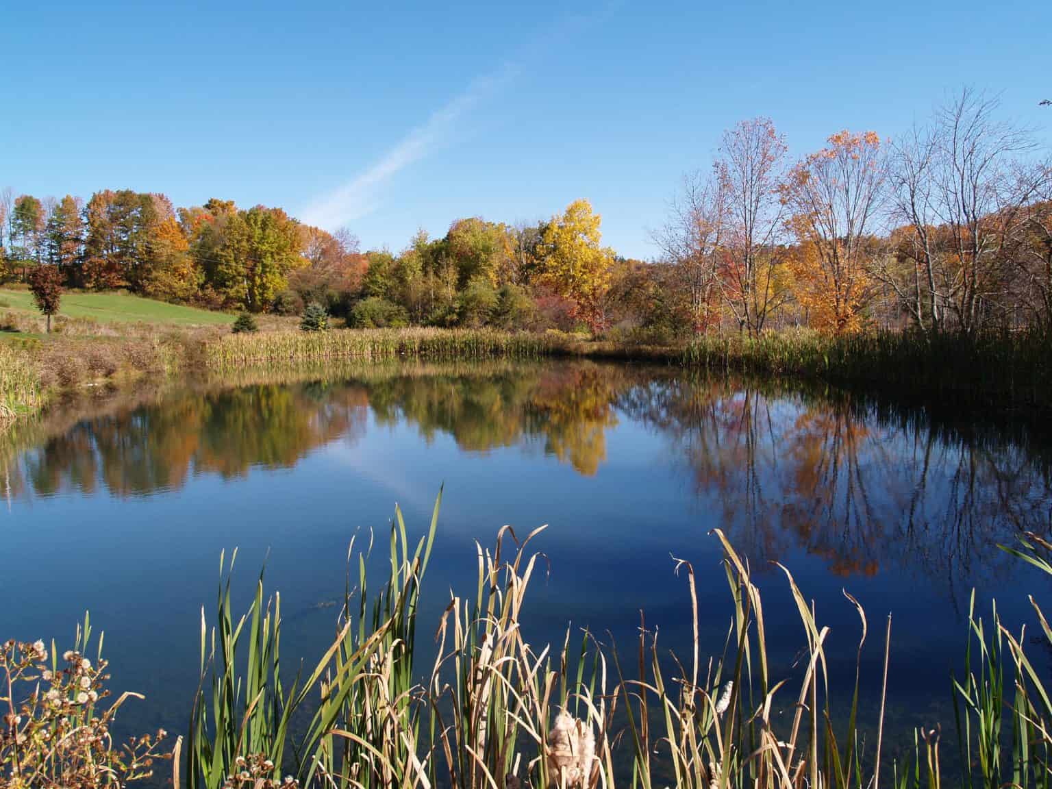 How to Fix Your Pond Smell and Promote Healthy Water – Captain Patio