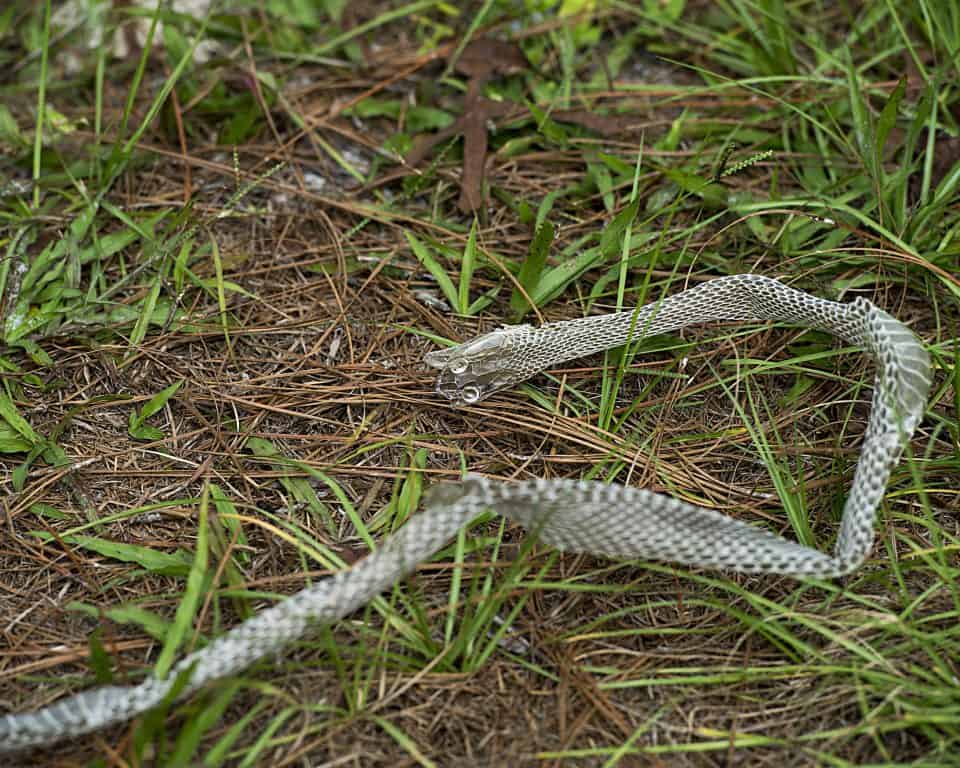 How To Keep Snakes Away From Your InGround Trampoline