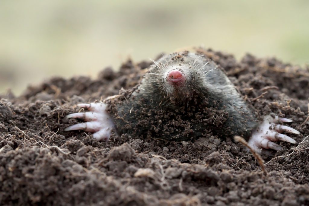 a mole popping out of the ground