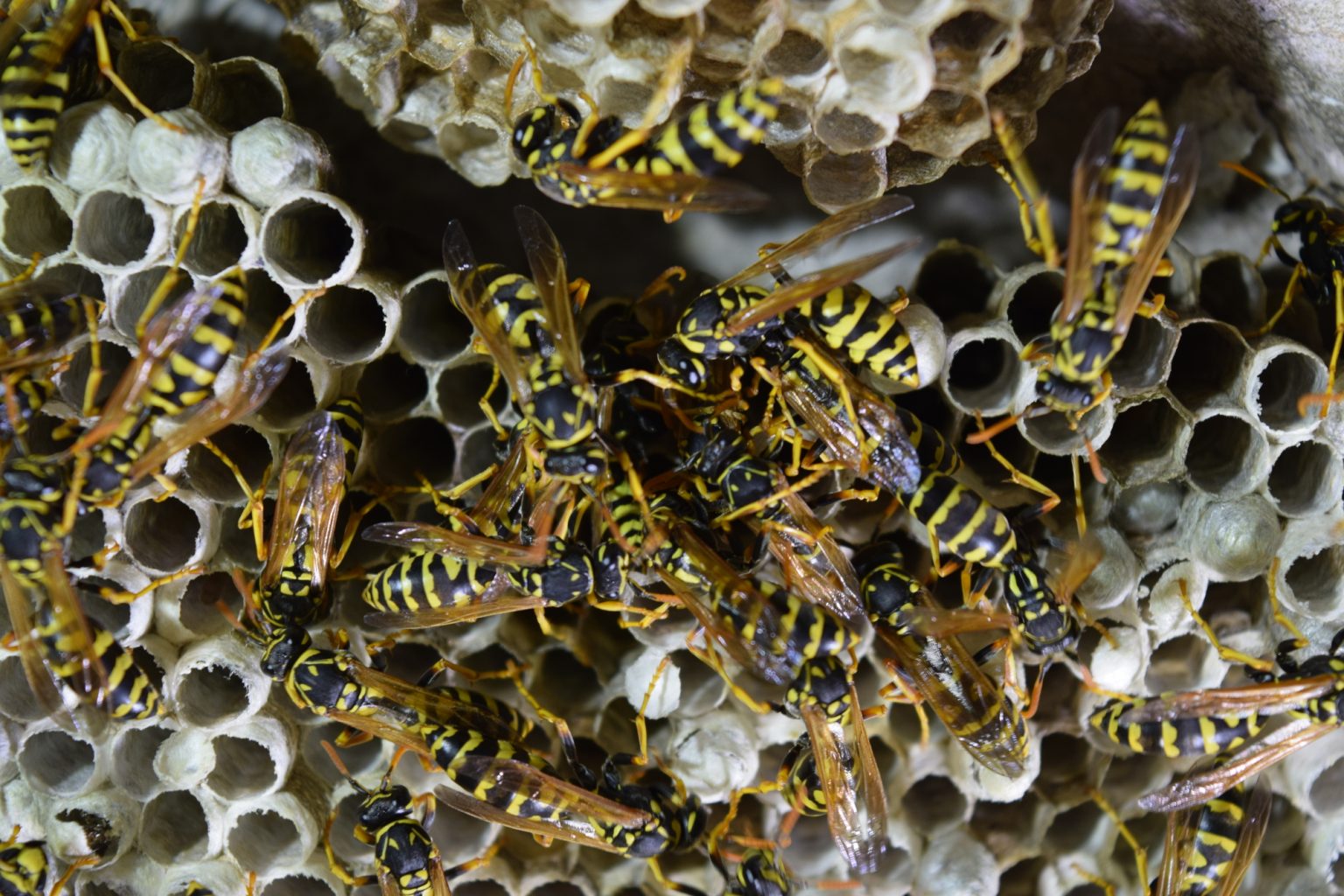 What Other Creatures Will Bird Feeders Attract Captain Patio   Wasps 1536x1024 