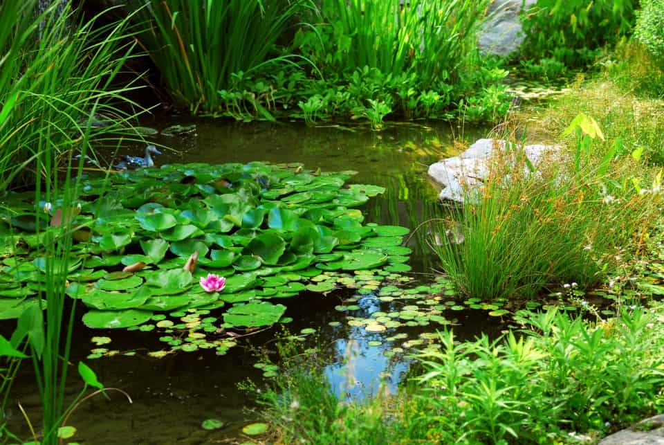 How to Make a Pond Look More Natural – Captain Patio