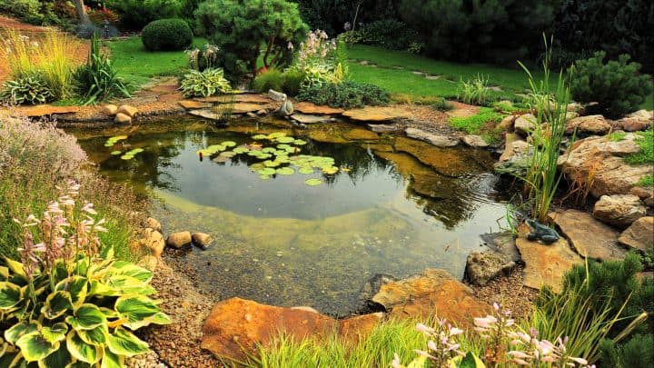 How to Make a Pond Look More Natural