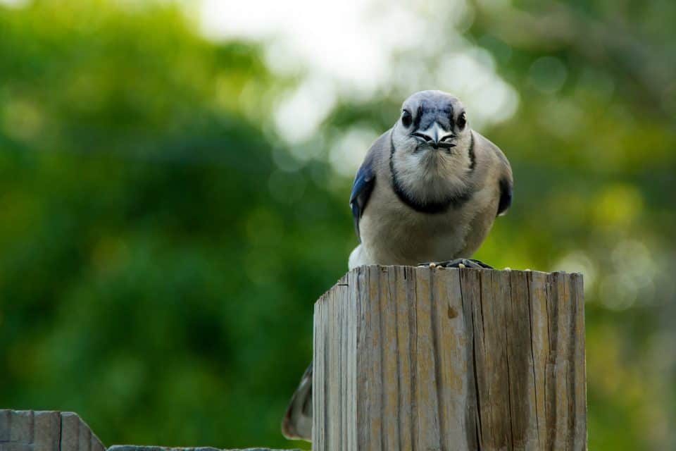 How to Keep Birds From Using Your Patio Furniture Like a Toilet