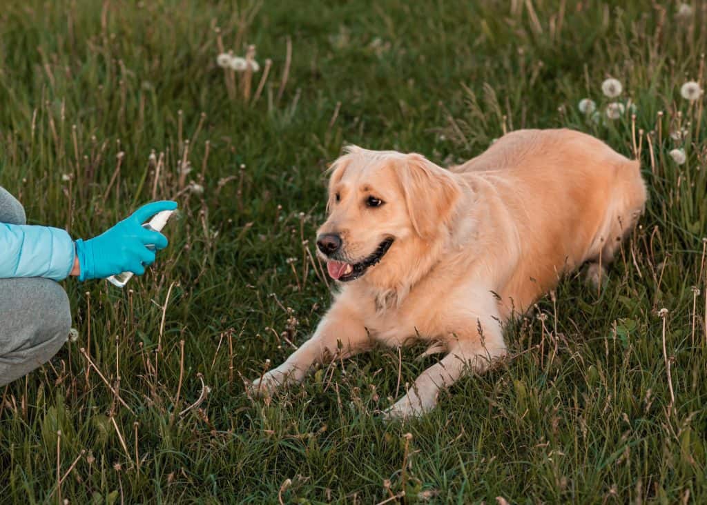 how to keep gnats off dogs