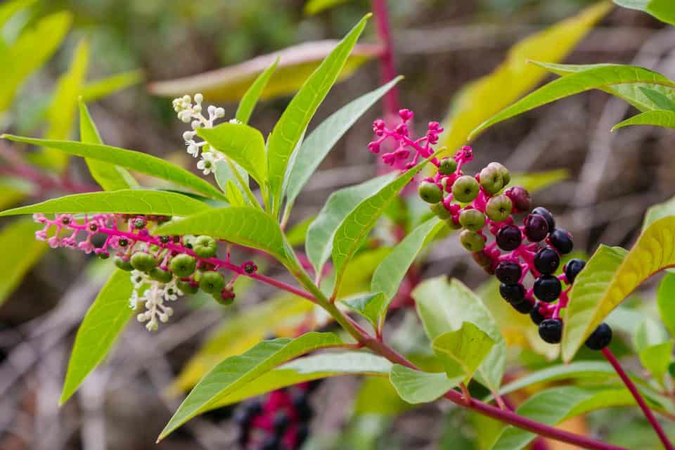 These Trees, Bushes, and Flowers Absorb LOTS of Water