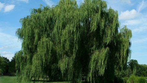 These Trees, Bushes, and Flowers Absorb LOTS of Water